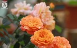 Hàng nghìn bông hoa hồng Bulgaria khoe sắc ở Công viên nước Hồ Tây